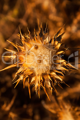 Flower of wild artichoke