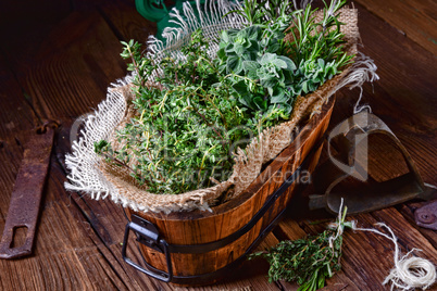 Herbal collection of: thyme,oregano, rosemary