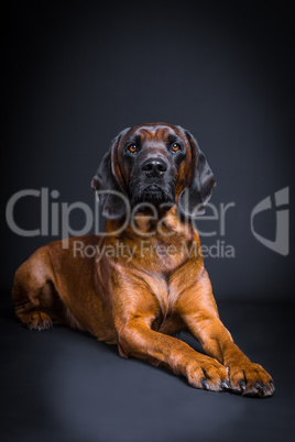 proud portrait of a bloodhound