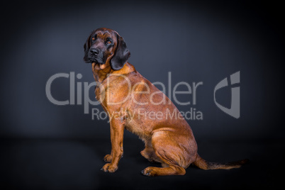 profile of a sniffer dog in studio