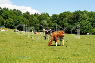 Kühe auf einer Weide in der Eifel