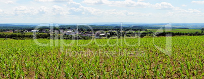 junges Maisfeld Panorama