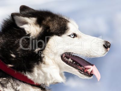 Cute siberian husky dog walking outdoor
