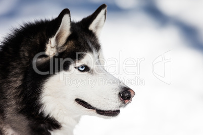 Cute siberian husky dog walking outdoor