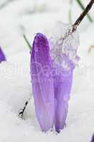 Saffron in snow and ice