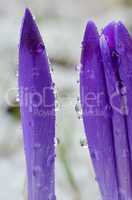 Dew drops on Crocus petals