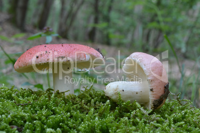 Two Russula emetica var. silvestris mushrooms in a moss