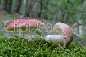 Two Russula emetica var. silvestris mushrooms in a moss