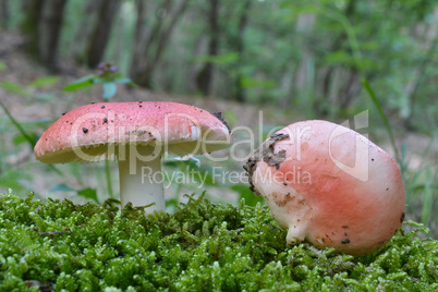Two Sickener mushrooms in a moss