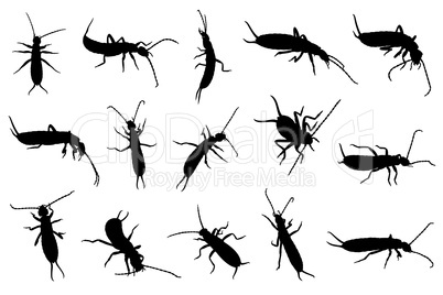 Set of different earwigs