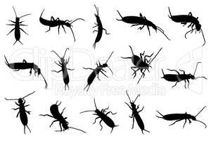Set of different earwigs