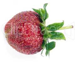 one raw red Strawberry