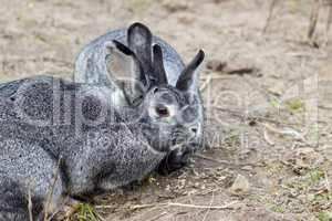 chinchilla rabbits