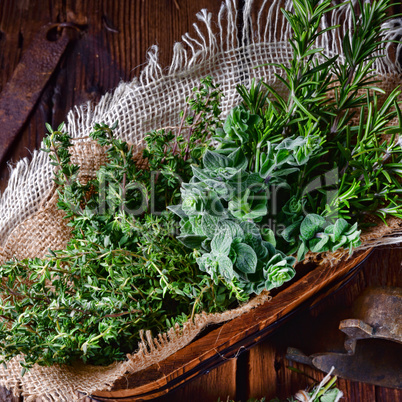 Herbal collection of: thyme,oregano, rosemary