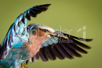 Close-up of lilac-breasted roller carrying dead grasshopper