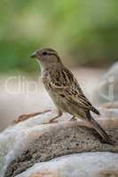 Female house sparrow on rock in profile