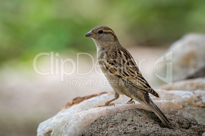 Female house sparrow in profile on rock