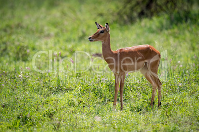 Female impala stands staring in long grass