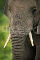 Close-up of African elephant trunk and tusks