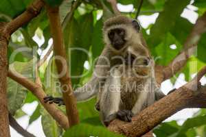 Baby vervet monkey and mother on branch