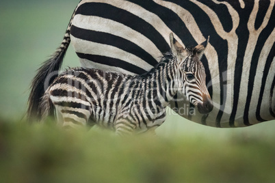 Baby plains zebra alongside mother behind bank