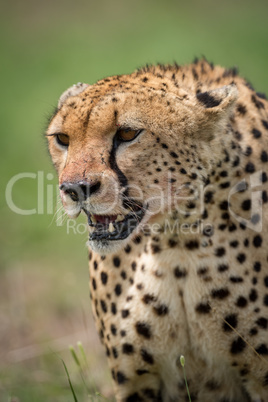 Close-up of cheetah with bloody jaw staring