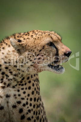 Close-up of cheetah with blood-stained mouth open