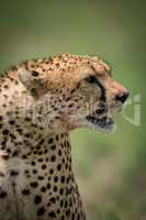 Close-up of cheetah with blood-stained mouth open