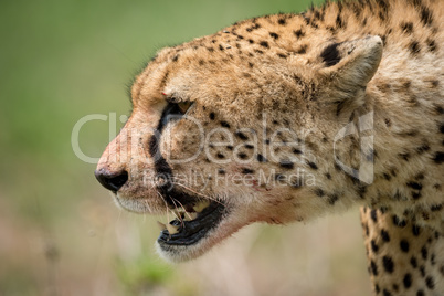 Close-up of cheetah walking with bloody mouth