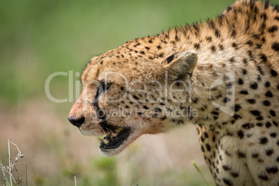 Close-up of cheetah walking with bloodied mouth