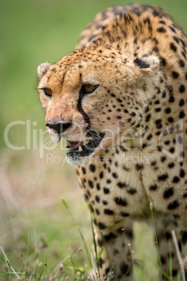 Close-up of cheetah walking with bloodied face