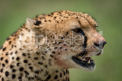 Close-up of cheetah sitting with mouth open