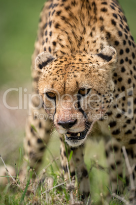 Close-up of cheetah standing with head down