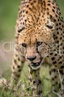 Close-up of cheetah standing with head down