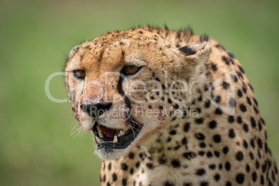 Close-up of cheetah sitting with blood-stained mouth