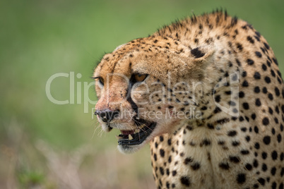 Close-up of cheetah sitting with bloodied mouth