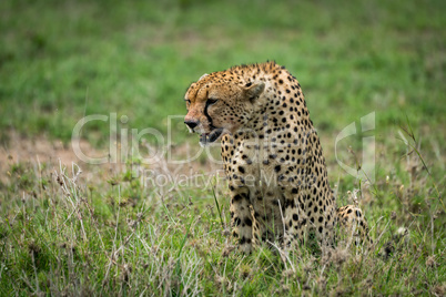 Close-up of cheetah sitting on lush grassland