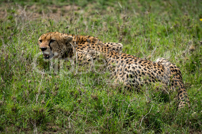 Close-up of cheetah lying on grassy plain