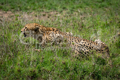 Close-up of cheetah lying on grassy meadow