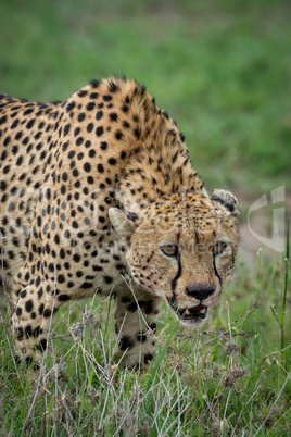 Close-up of cheetah lowering head on grassland