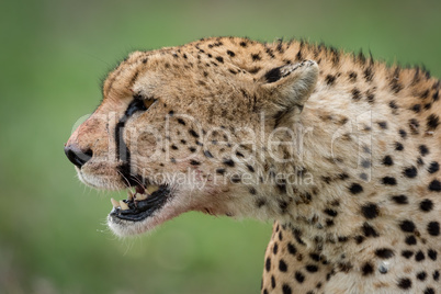 Close-up of cheetah head with open mouth