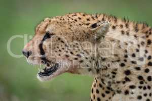 Close-up of cheetah head with open mouth