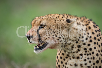 Close-up of cheetah head surrounded by flies