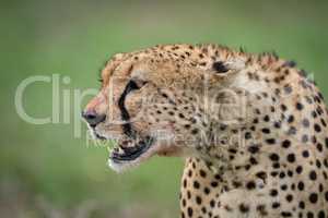 Close-up of cheetah head surrounded by flies