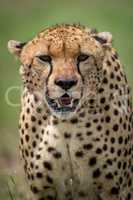 Close-up of cheetah facing camera on savannah