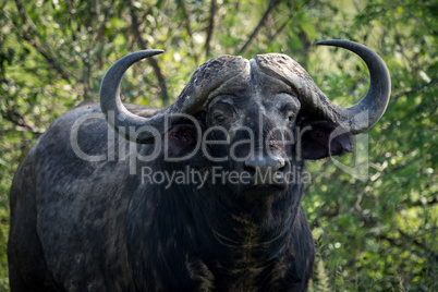Close-up of Cape buffalo looking towards camera
