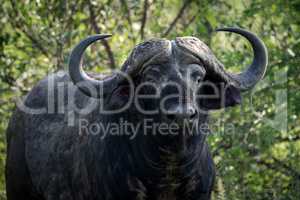 Close-up of Cape buffalo looking towards camera