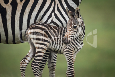 Close-up of baby plains zebra beside mother