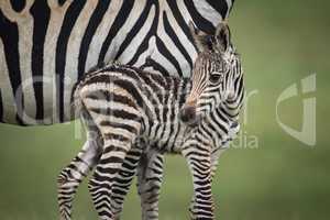 Close-up of baby plains zebra beside mother