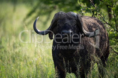 Close-up of Cape buffalo in long grass